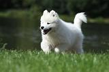 SAMOYEDE 086